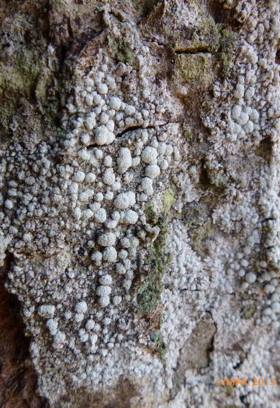 Lichens forestiers 3.3.2013 057